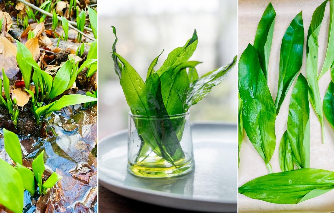 Preparing wild garlic chips in the food dehydrator