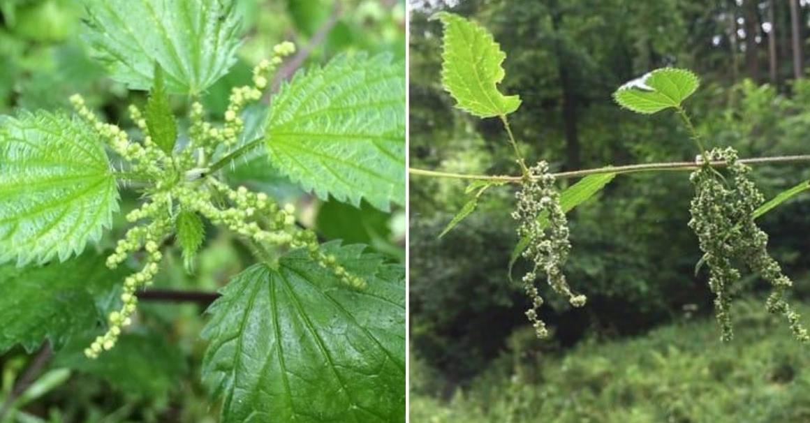 Left picture male and right picture female nettle seeds