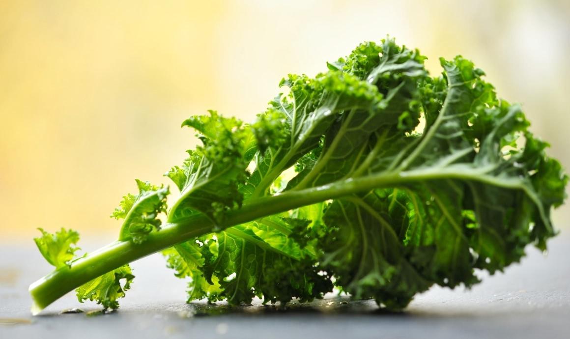 A leaf of kale.