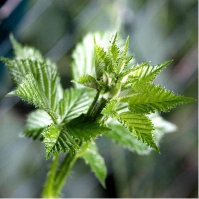 Branch with blackberry leaves