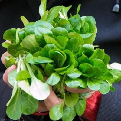 Lamb's lettuce