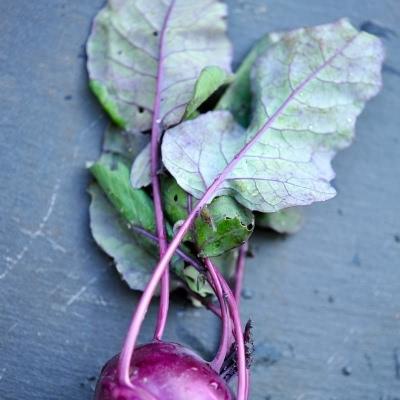 Kohlrabi leaves with tuber