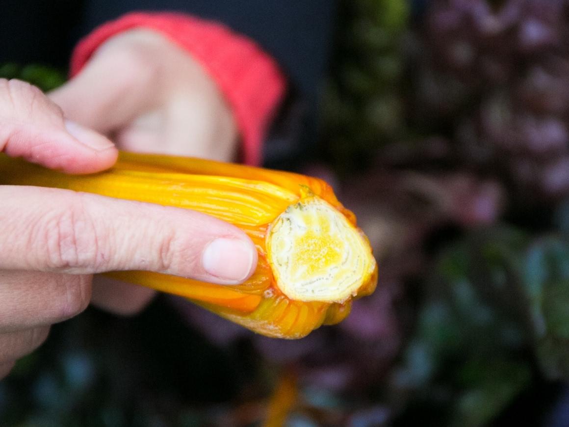 Finger points to a fresh cut chard