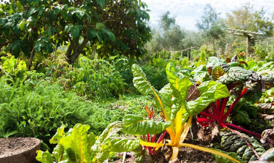 Garden with chard, lettuces and spinach