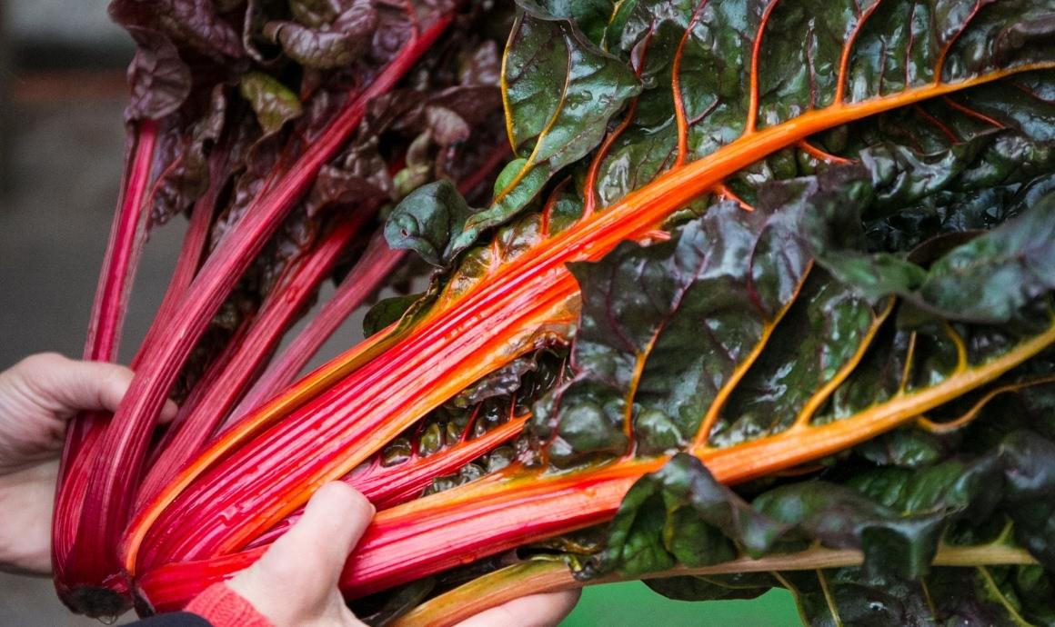 Is chard unhealthy because its oxalic acid?