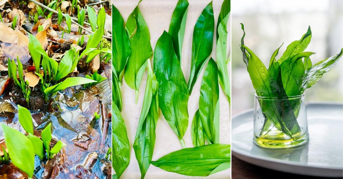 Dehydrator Recipes: Wild garlic chips