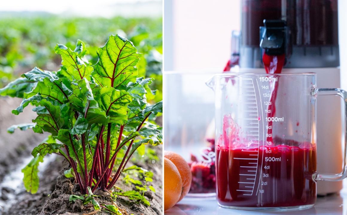 How to make beetroot juice: left, a beetroot in the field; right, Hurom E30-ST juicing beetroot