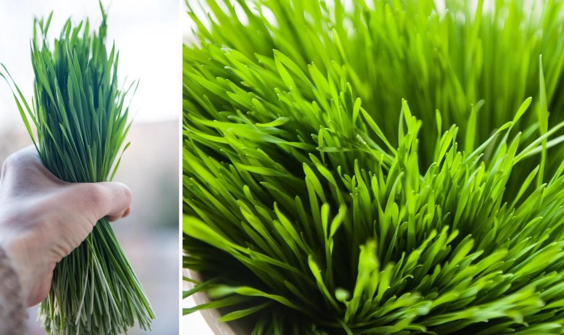 Fresh Wheatgrass