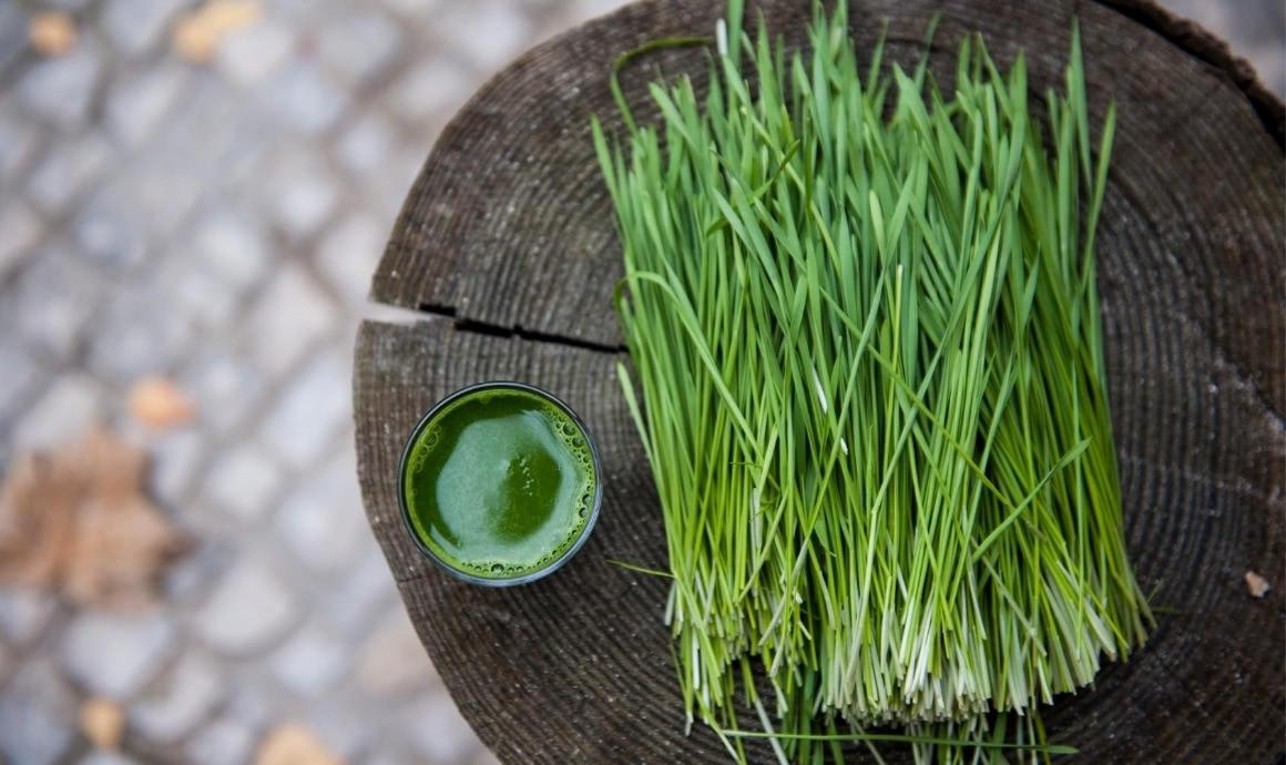 Wheatgrass juice from fresh wheatgrass