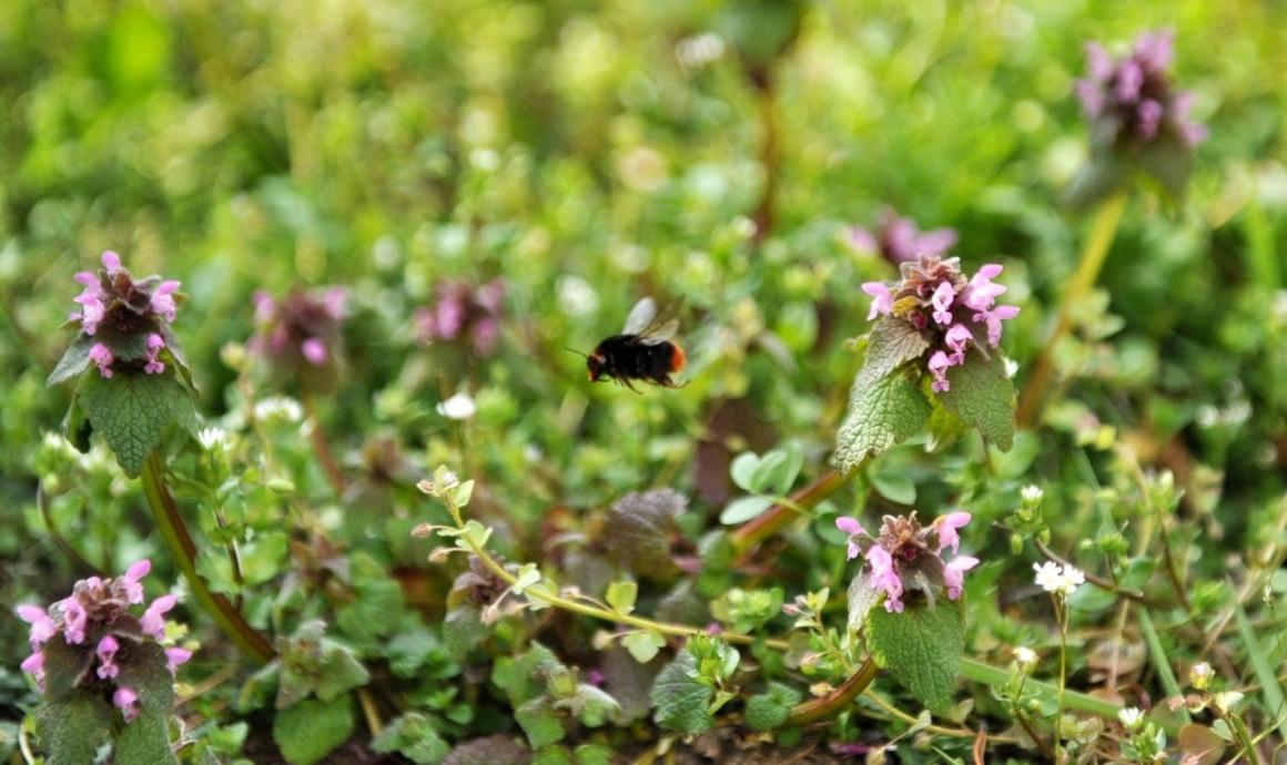 Deadnettle meadow with bumblebees