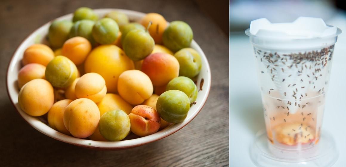 Collage: plate of fruit on the right and Trapango fruit fly trap on the left